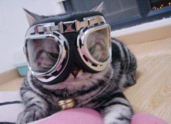 Cute Cats Wearing Glasses