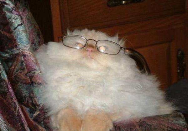 Cute Cats Wearing Glasses