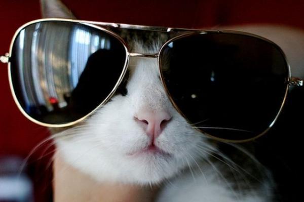 Cute Cats Wearing Glasses