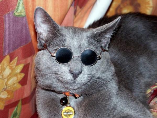Cute Cats Wearing Glasses