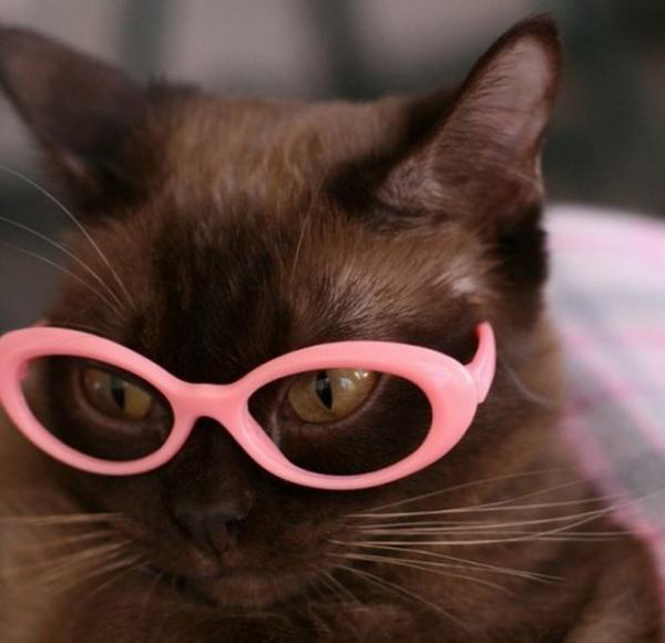 Cute Cats Wearing Glasses