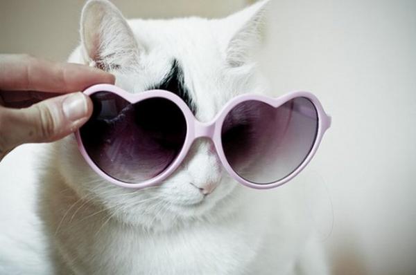 Cute Cats Wearing Glasses