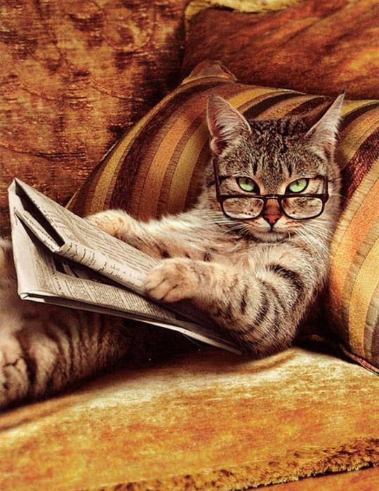 Cute Cats Wearing Glasses