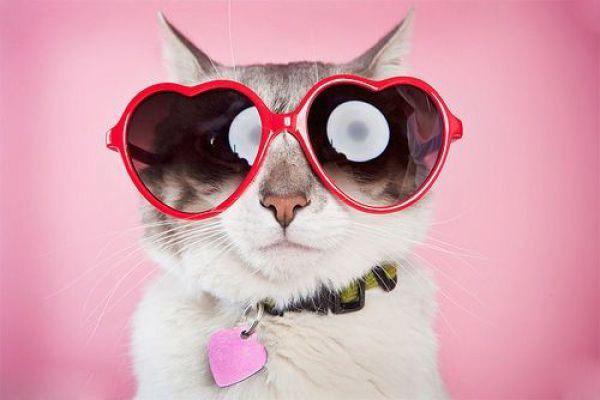 Cute Cats Wearing Glasses
