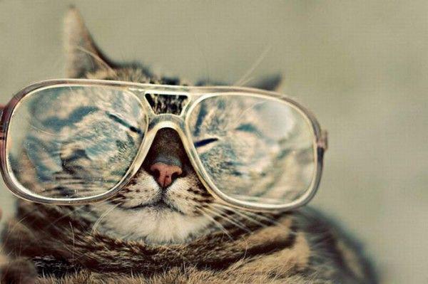Cute Cats Wearing Glasses