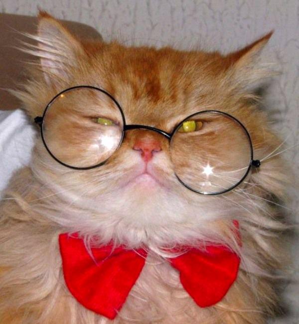 Cute Cats Wearing Glasses