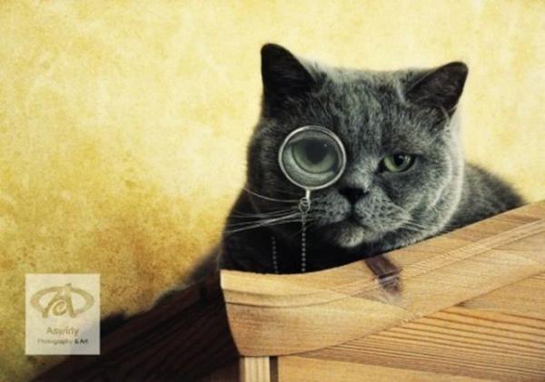 Cute Cats Wearing Glasses