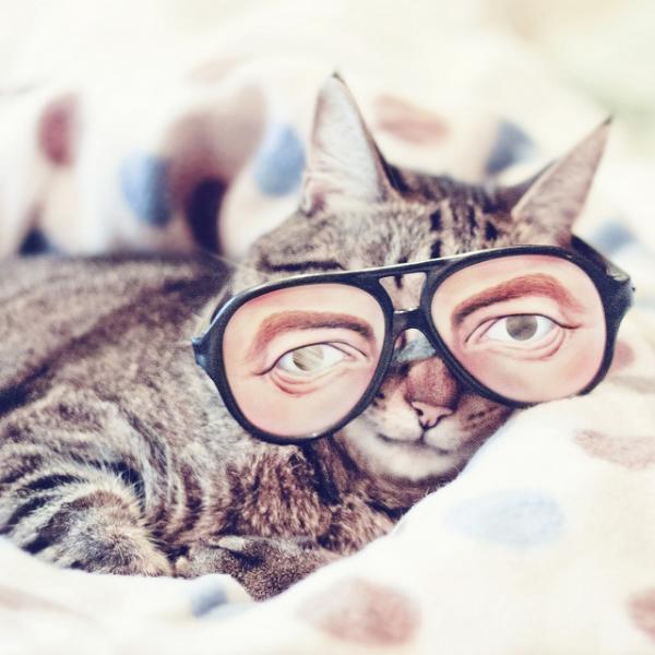 Cute Cats Wearing Glasses