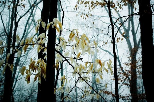 Forest Photography by Joy St.Claire