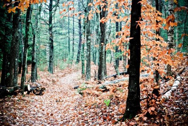 Forest Photography by Joy St.Claire