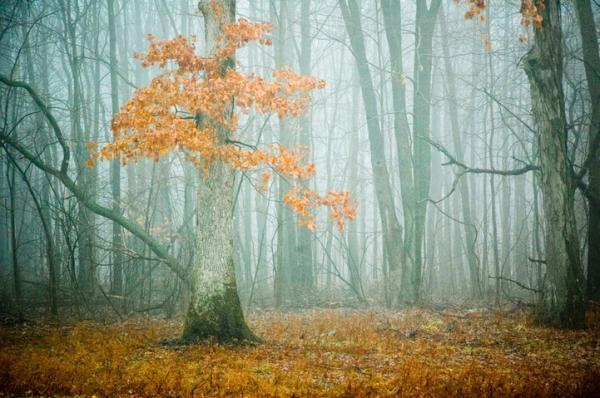 Forest Photography by Joy St.Claire