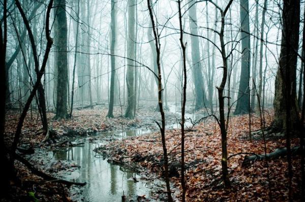 Forest Photography by Joy St.Claire