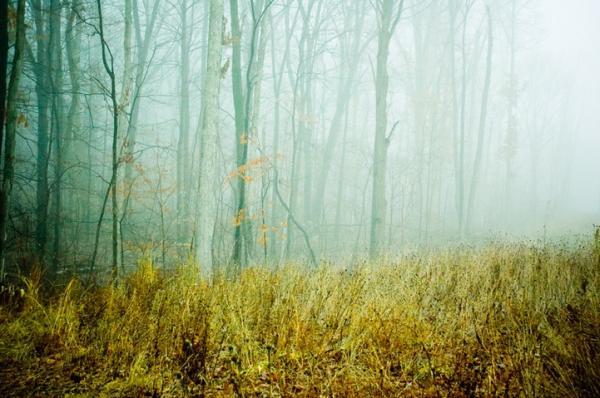 Forest Photography by Joy St.Claire