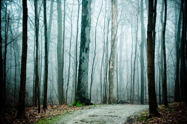 Forest Photography by Joy St.Claire