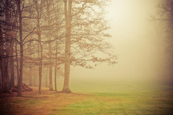 Forest Photography by Joy St.Claire