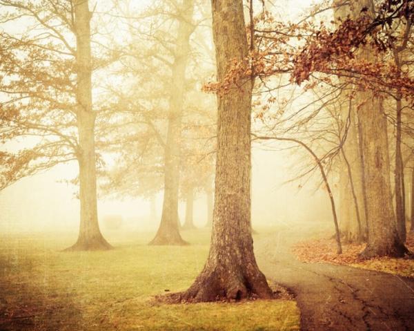 Forest Photography by Joy St.Claire