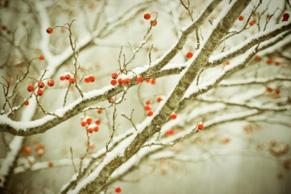 Forest Photography by Joy St.Claire