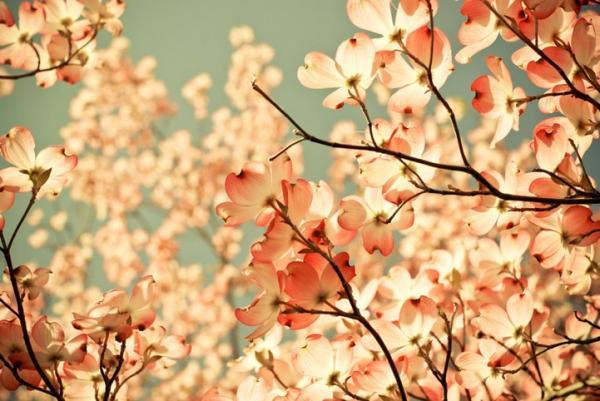 Forest Photography by Joy St.Claire