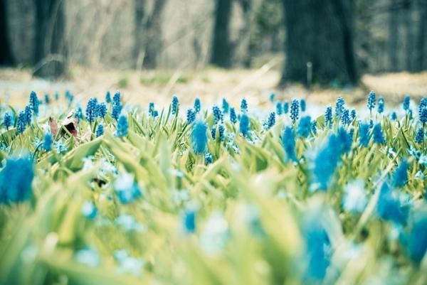 Forest Photography by Joy St.Claire