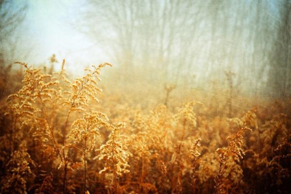 Forest Photography by Joy St.Claire