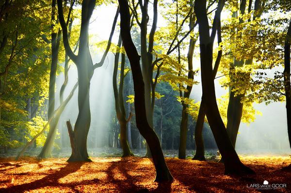 Forest Photography by Lars van de Goor