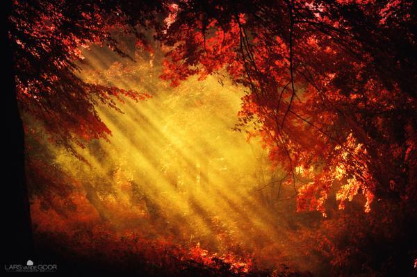 Forest Photography by Lars van de Goor