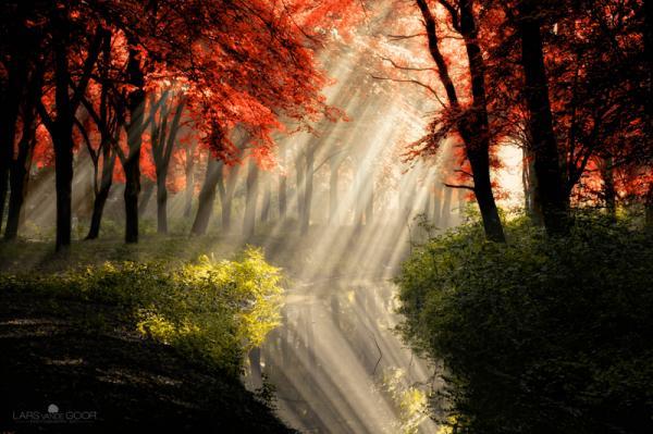Forest Photography by Lars van de Goor