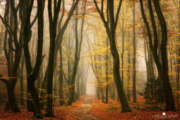 Forest Photography by Lars van de Goor