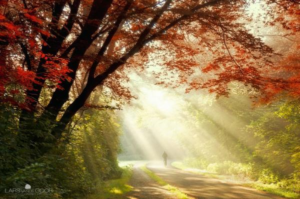 Forest Photography by Lars van de Goor