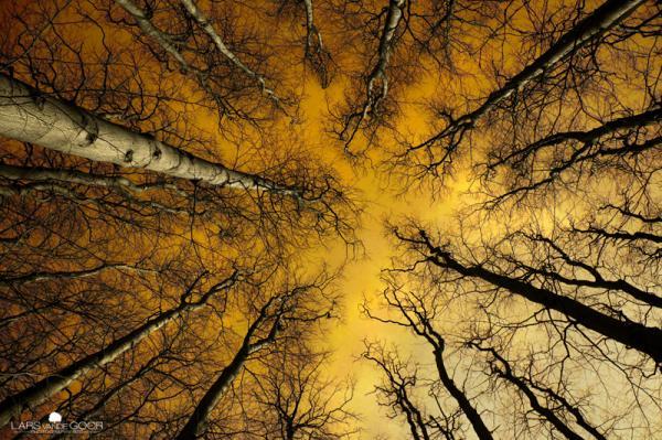 Forest Photography by Lars van de Goor