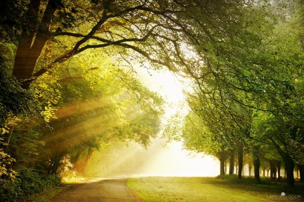 Forest Photography by Lars van de Goor