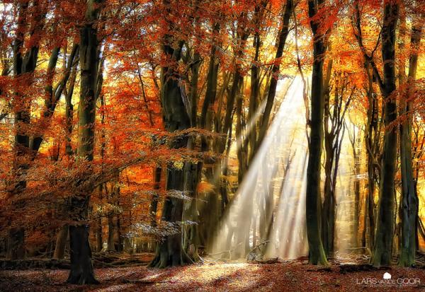 Forest Photography by Lars van de Goor
