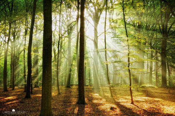 Forest Photography by Lars van de Goor