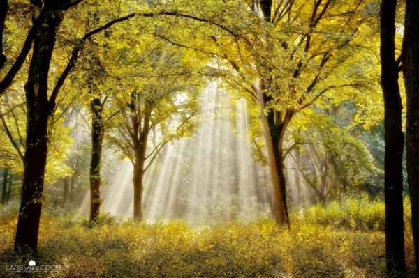 Forest Photography by Lars van de Goor
