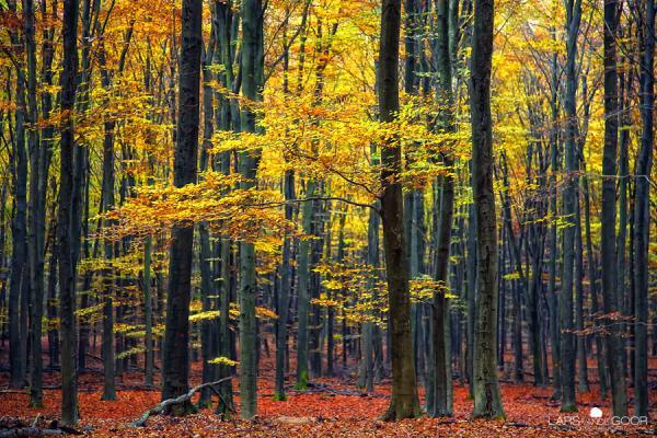 Forest Photography by Lars van de Goor