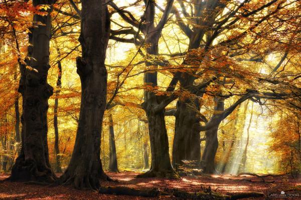 Forest Photography by Lars van de Goor