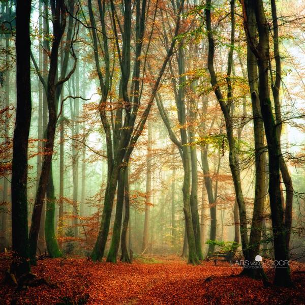 Forest Photography by Lars van de Goor