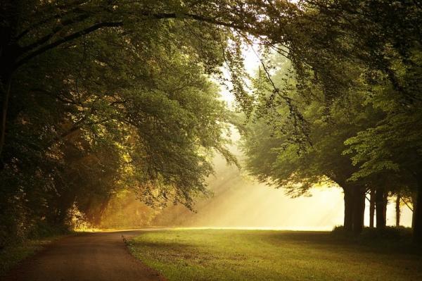 Forest Photography by Lars van de Goor