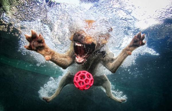 Underwater Dog Photography by Seth Casteel