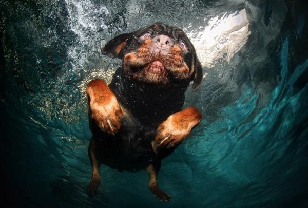 Underwater Dog Photography by Seth Casteel