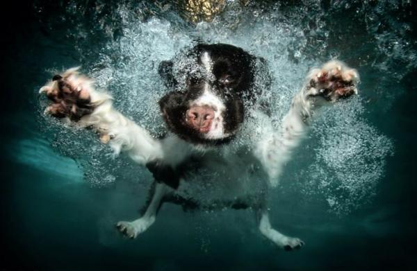 Underwater Dog Photography by Seth Casteel
