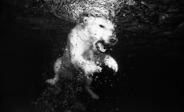 Underwater Dog Photography by Seth Casteel