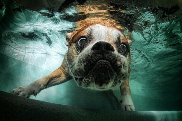 Underwater Dog Photography by Seth Casteel