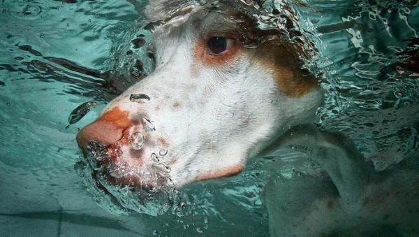 Underwater Dog Photography by Seth Casteel