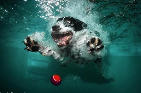 Underwater Dog Photography by Seth Casteel