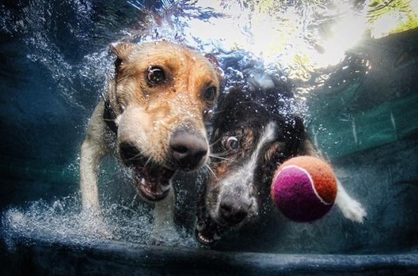 Underwater Dog Photography by Seth Casteel