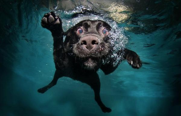 Underwater Dog Photography by Seth Casteel