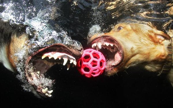 Underwater Dog Photography by Seth Casteel