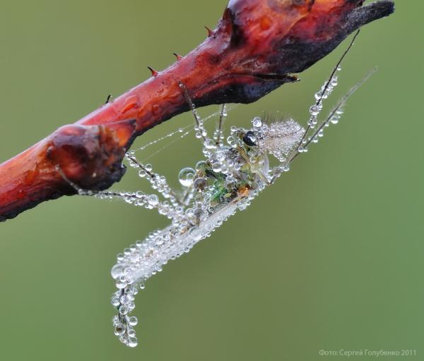 Macro Photography by Sergei Golubenko