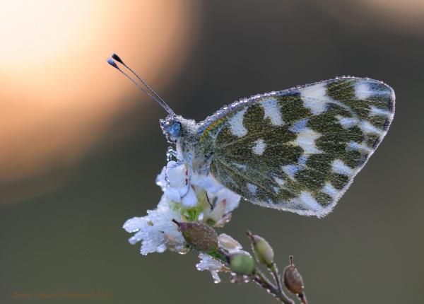 Macro Photography by Sergei Golubenko